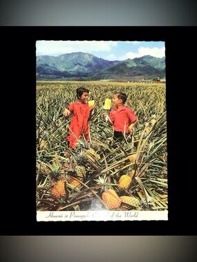 Vintage 1960 Field Ripe Pineapple- Hawaiian Postcard